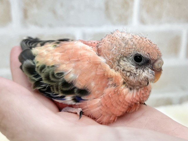 アキクサインコ（秋草インコ）