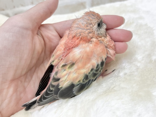 アキクサインコ（秋草インコ）