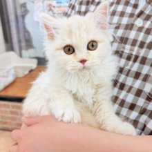 最新画像📸ミヌエット（カメオタビー）女の子♪レアカラーの美人さん✨