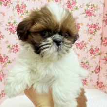 シーズー（ゴールド&ホワイト）女の子♪めちゃめちゃ、かまちょな女の子！