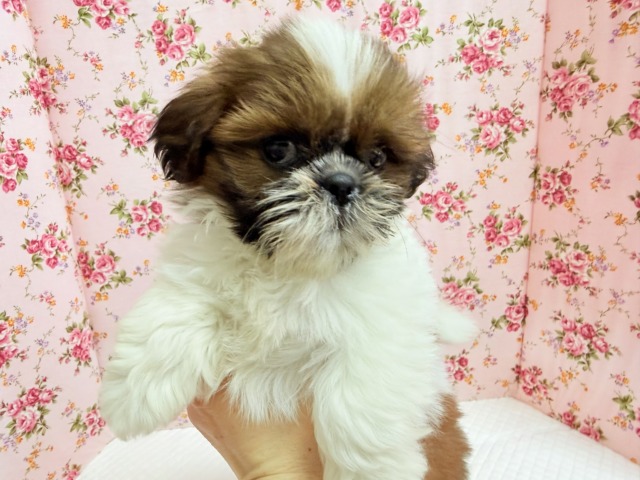 シーズー（ゴールド&ホワイト）女の子♪めちゃめちゃ、かまちょな女の子！