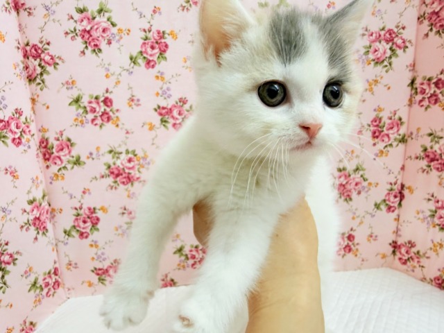 スコティッシュフォールド