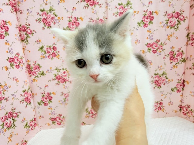 スコティッシュフォールド