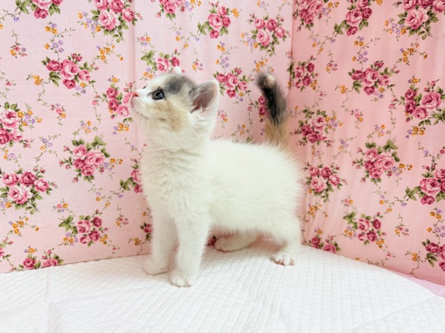 スコティッシュフォールド