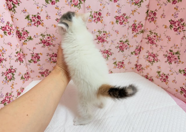 スコティッシュフォールド