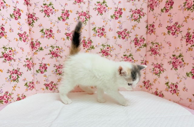 スコティッシュフォールド