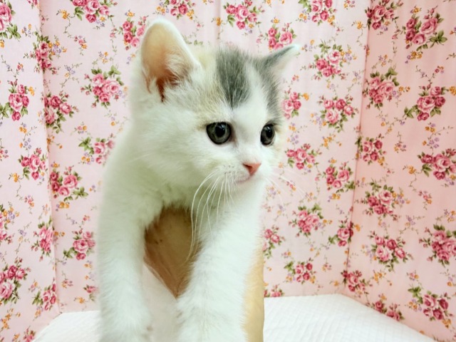 スコティッシュフォールド