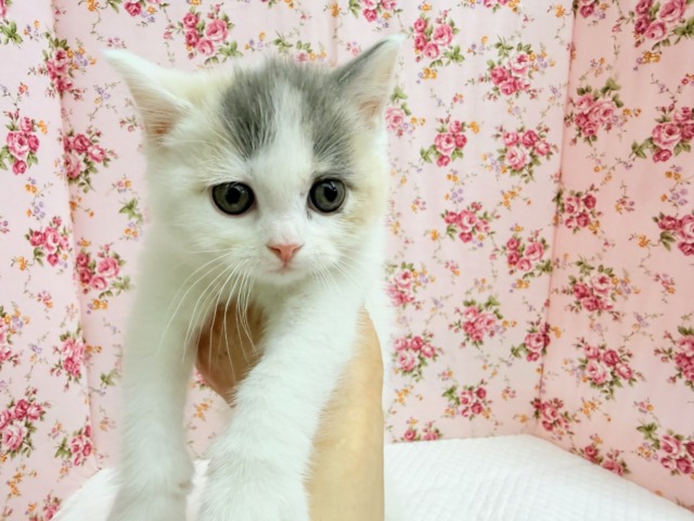 スコティッシュフォールド