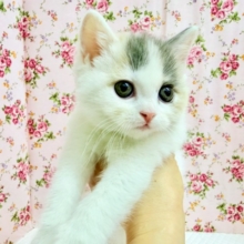 スコティッシュフォールド（ダイリュートキャリコ）女の子♪淡いカラーの美人さん✨