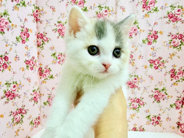 スコティッシュフォールド（ダイリュートキャリコ）女の子♪淡いカラーの美人さん✨