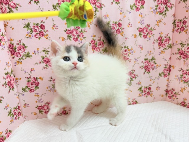 スコティッシュフォールド