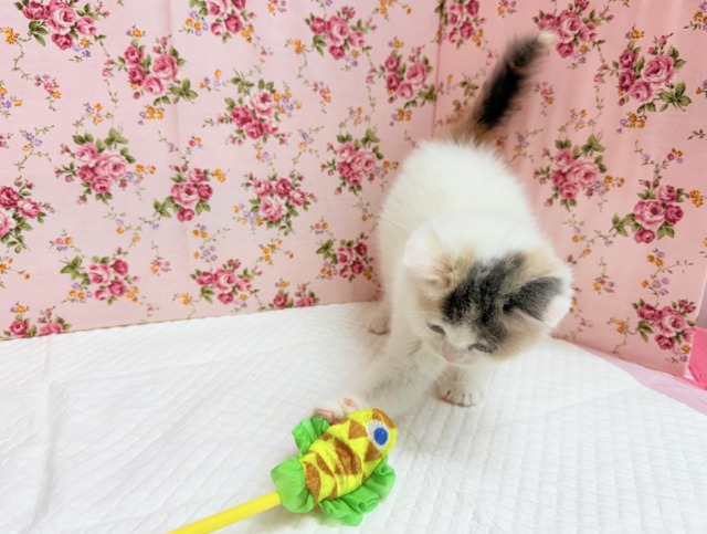 スコティッシュフォールド