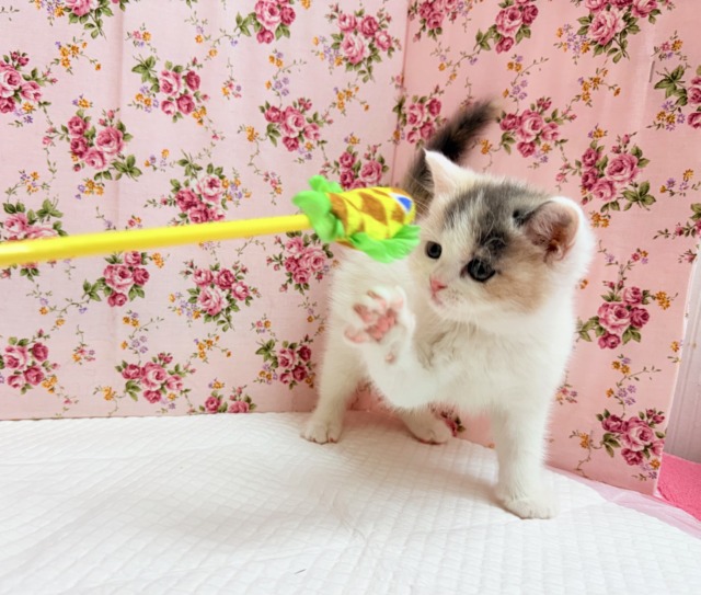 スコティッシュフォールド