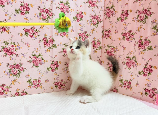 スコティッシュフォールド