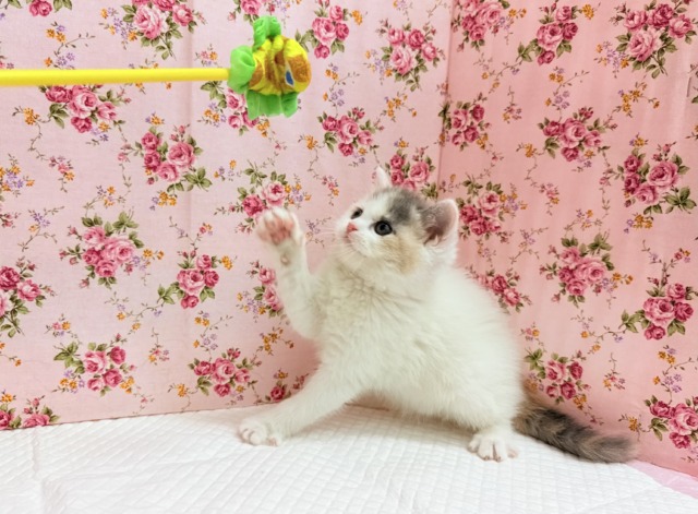 スコティッシュフォールド