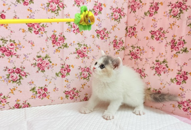 スコティッシュフォールド