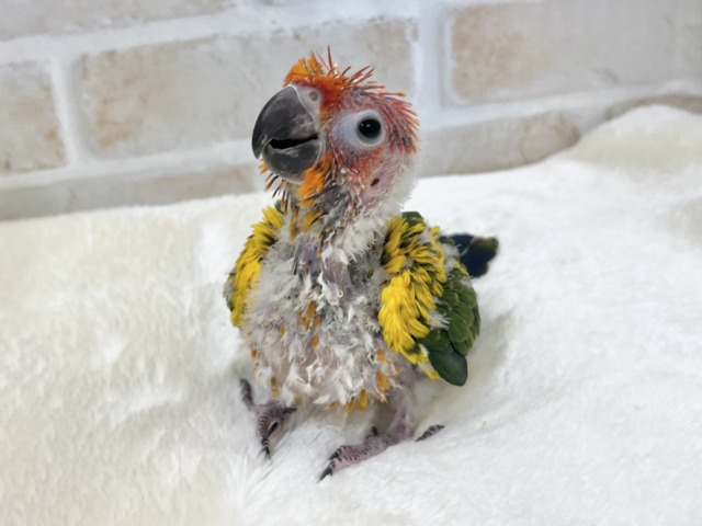 コガネメキシコインコ