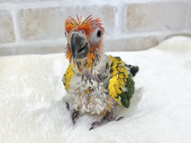 コガネメキシコインコ
