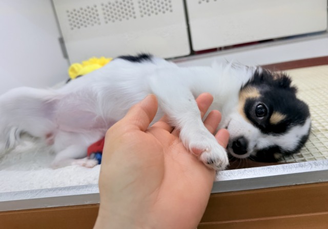 チワワ