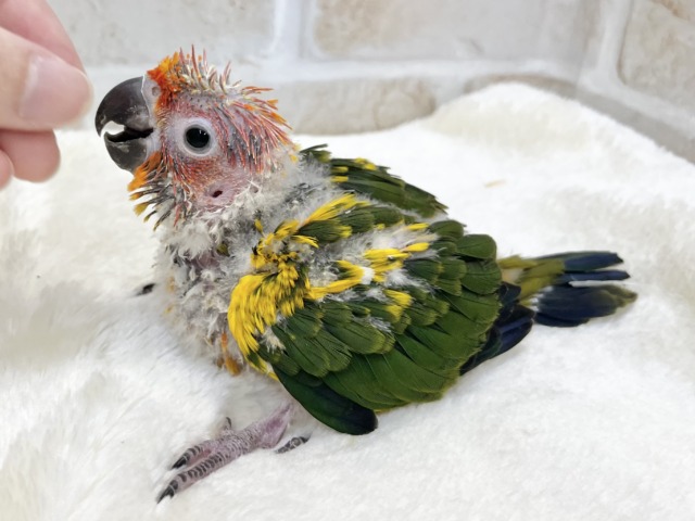 コガネメキシコインコ