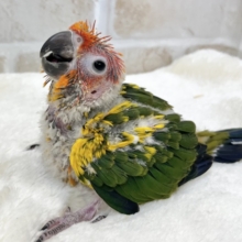 陽気なカラフルバード〜🦜🧡💛　コガネメキシコインコ