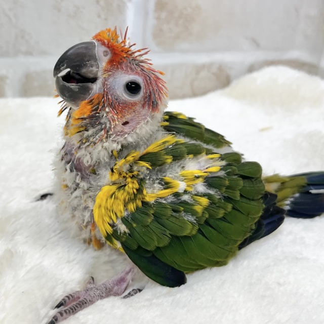 陽気なカラフルバード〜🦜🧡💛　コガネメキシコインコ