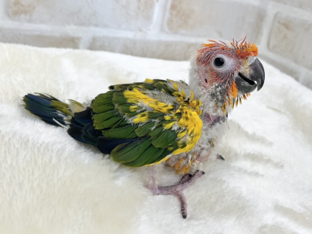 コガネメキシコインコ