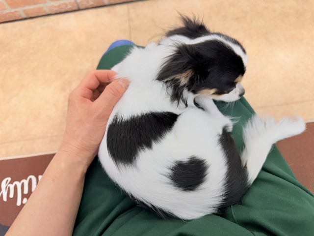 チワワ