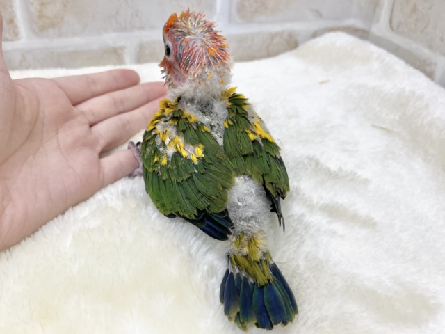 コガネメキシコインコ