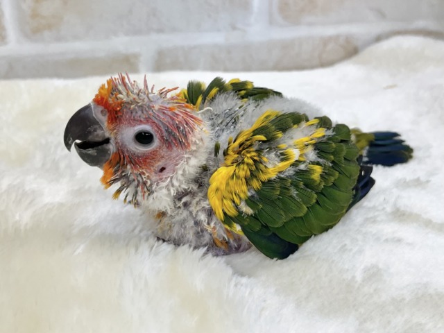 コガネメキシコインコ