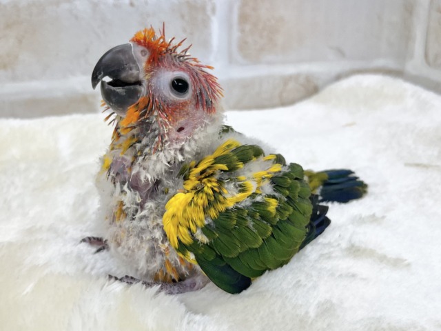 コガネメキシコインコ