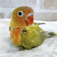 畑のおやさいカラー🥕🍅🥬😋　ヤマブキボタンインコ