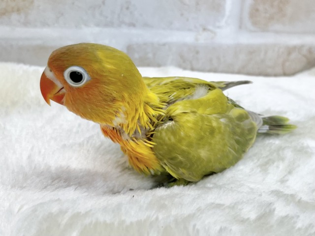 ヤマブキボタンインコ