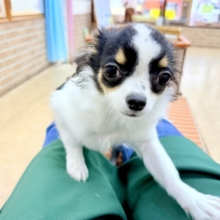 ロングコートチワワ（パーティ）女の子♪牛柄チワワちゃんが来ましたよ〜