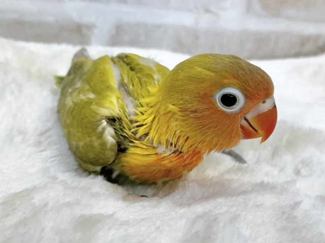 ヤマブキボタンインコ