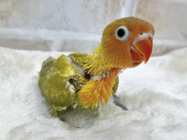 ヤマブキボタンインコ