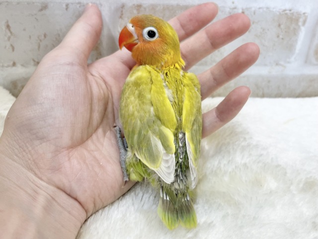 ヤマブキボタンインコ