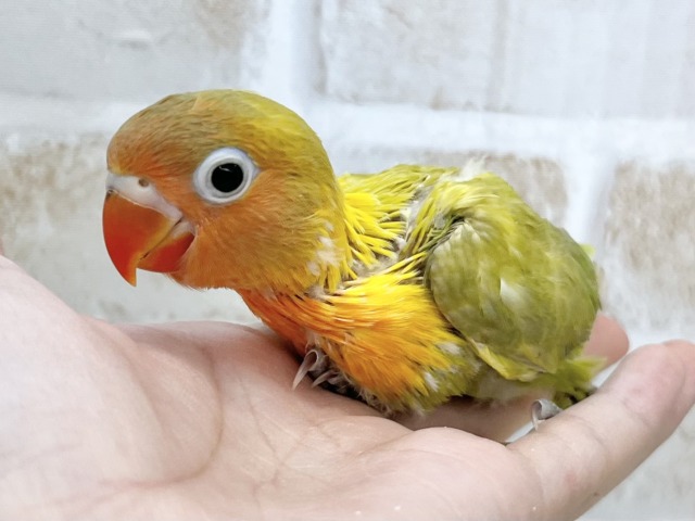 ヤマブキボタンインコ