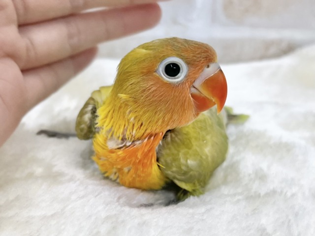 ヤマブキボタンインコ