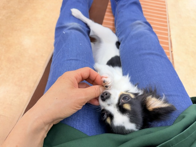 チワワ