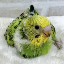 春です🌸わかばちゃん☘️💛　セキセイインコ（オパーリン）