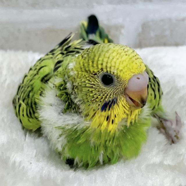 春です🌸わかばちゃん☘️💛　セキセイインコ（オパーリン）