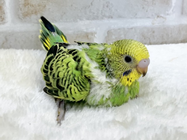 セキセイインコ