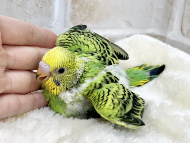 セキセイインコ