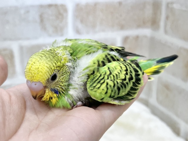 セキセイインコ