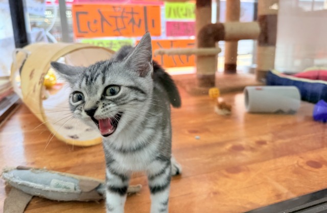 アメリカンショートヘア
