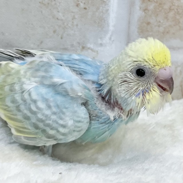 爽やかレモンソーダはいかが？🍋🩵🫧　セキセイインコ（パステルレインボーま）