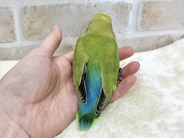 コザクラインコ（小桜インコ）