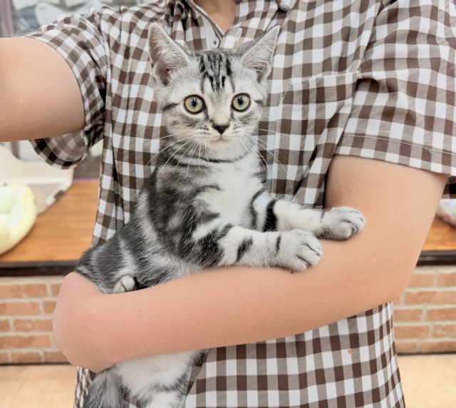 最新画像📸アメリカンショートヘアー（シルバータビー）男の子♫好奇心旺盛な甘々ボーイ！