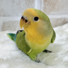 お顔にキラキラオレンジ🍊✨　コザクラインコ（オレンジフェイス）